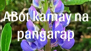 Abot Kamay Na Pangarap March 15, 2023 Full Episode 164