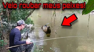 Essa lontra veio mas não conseguiu nada! Garanti meu frito