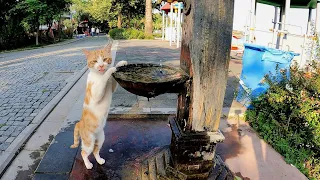 Ginger cat is drinking fresh water from the fountain. Adorable Paws