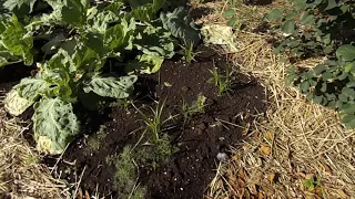 Выращивание чуфы без рассадным способом г. Тюмень.