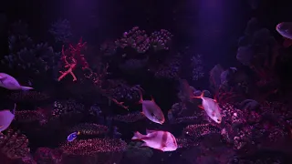 Fish and the magical underwater world with calm music / волшебный подводный мир под спокойную музыку