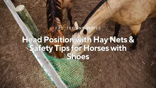 Head Position and Hay Nets: Safety Tips for Horses with Shoes