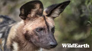 WildEarth - Sunrise Safari -  25 November 2023