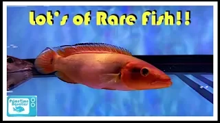 Fish Store Tour - Aquatics Unlimited - Some Crazy Awesome Fish!