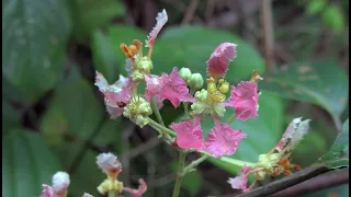 "Chamanismo amazonico - Plantas magicas"