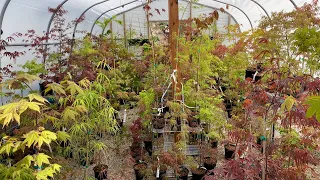 Episode 93: Simply Japanese Maples Tour