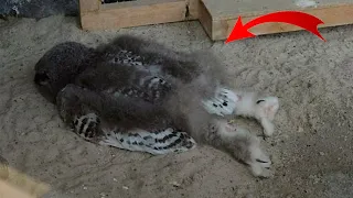 So that's why Owls Sleep like that