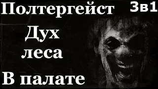 Истории на ночь (3в1): 1.Полтергейст, 2.Дух леса, 3.В палате