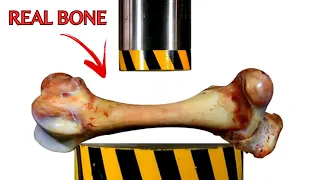 Hydraulic Press vs Animals Large Bones | How Strong Is a Bone?? 150 Hydraulic Press Machine Test!