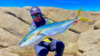 YELLOWTAIL KINGFISH All Day Long