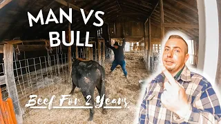 Family Of 4 Raises Their First Beef Cow | It's Time For The Butcher..