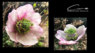 Cold Porcelain Winter Rose HELLEBORE How to Tutorial