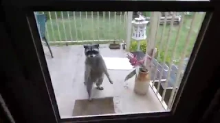 Raccoon Knocks at Door HD