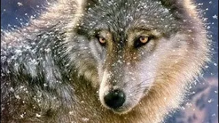 Волчица (запись с эфира) кавер-версия