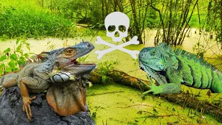 Iguana Removal Job! Poisonous iguanas Lurking in Toxic Lake. How Many Can We Save?