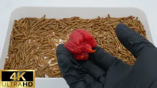 Carolina Reaper VS Meal worms [4K] Time lapse