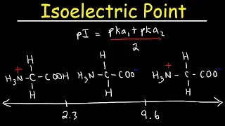 How To Calculate The Isoelectric Point of Amino Acids and Zwitterions
