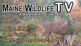 Bobcat/Fisher/Deer/Bucks/Doe/Fawn/Coyotes/Raccoon/Rabbit/Maine Wildlife, Trail Cam