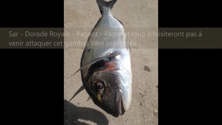 peche de la dorade royale à la gambas