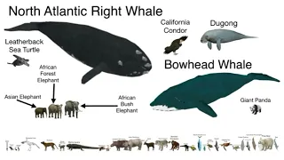 Endangered Species Size Comparison