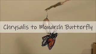 Chrysalis to Monarch Butterfly 🦋 Full Metamorphosis (Real Time!!)