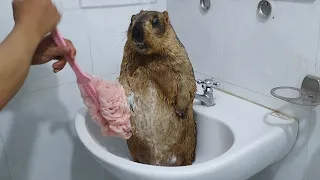 marmot gets to experience the cotton palm tree when taking a bath