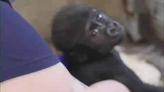 Cleveland Metroparks Zoo shares update on baby gorilla Jameela