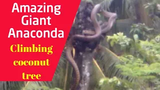 AMAZING_!!_ GIANT ANACONDA CLIMBING COCONUT TREE