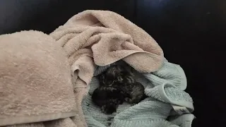 Bottle Feeding Newborn Kittens