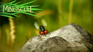 Minuscule - Coup de Vent/A Gust of Wind (season 1)