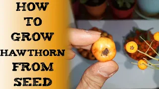 Grow hawthorn from seed 山楂种植和护理 वन-संजली हौथर्न Боярышник Посадка planta de espino Weißdorn Samen