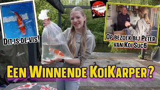 KOOP ik nu een WINNENDE KOIKARPER? Op bezoek bij Peter van KOI Suc6 in Oud Gastel.  #3326