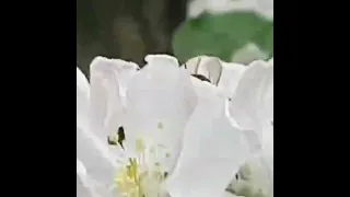 Hard Working Bees