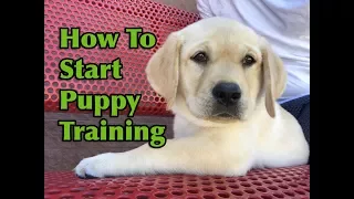 How To Start Training Your Puppy!