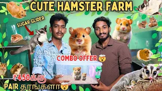 🤯 HAMSTER & SUGAR GLIDER WHOLESALE & RETAIL FARM IN CHENNAI ⁉️#hamster #sugarglider#accessories