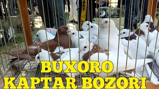 BUXORO KAPTAR BOZIRI БУХОРО КАПТАР БОЗОРИ 05 06 2022