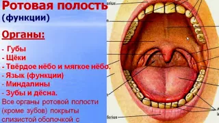 Пищеварительная система - 1. Видео лекция С.М.Зиматкин (19)