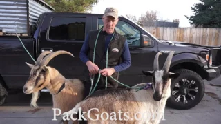 Loading Goats
