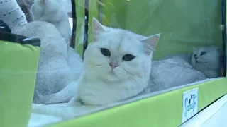 Выставка котов ProPlan 2017. Киев, МВЦ на Левобережной/Cats exhibition ProPlan 2017