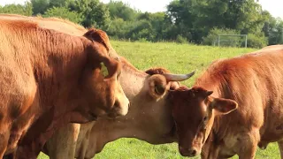 Bruits de la campagne