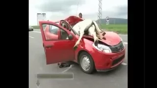 Top 10 Animal Car Crashes   Top 10 Car Animal Crashes   Crashes with animals and cars accident with