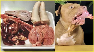 ASMR Pitbull eating raw  duck head and sheep brain!Mukbang!