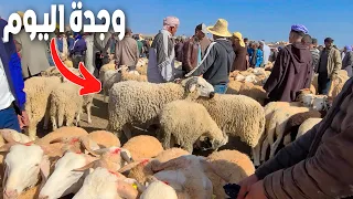 مشيت لسوق الأغنام المزوارية بمدينة وجدة هذه هي الأثمنة مقارنة مع مدينة بركان SOUK ELMAZOUARIA OUJDA