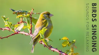 Nature Birds Sounds For Relaxing - Most Awesome Birds of the World, Stress Relief, No Music