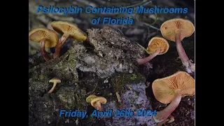 Psilocybin Containing Mushrooms of Florida - Scott Ostuni 4/26/24