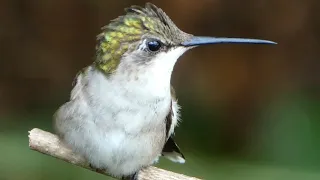 Ruby throated hummingbird | call / song, wing sounds | cute activities
