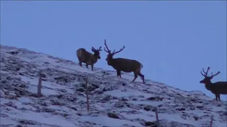 Die Jagd im Maltatal TEIL 1 Frühjahr