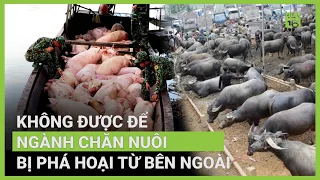 Lợn, gà, trâu, bò... nhập lậu ồ ạt, 'bóp nghẹt' chăn nuôi trong nước? | VTC16