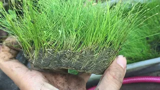 Tanim tayu ng Dwarf Hair Grass| Aquatic plant