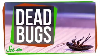Why are Dead Bugs Always on Their Backs?